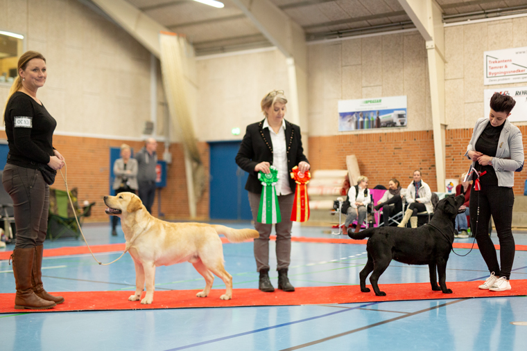 BIR/BIM labrador